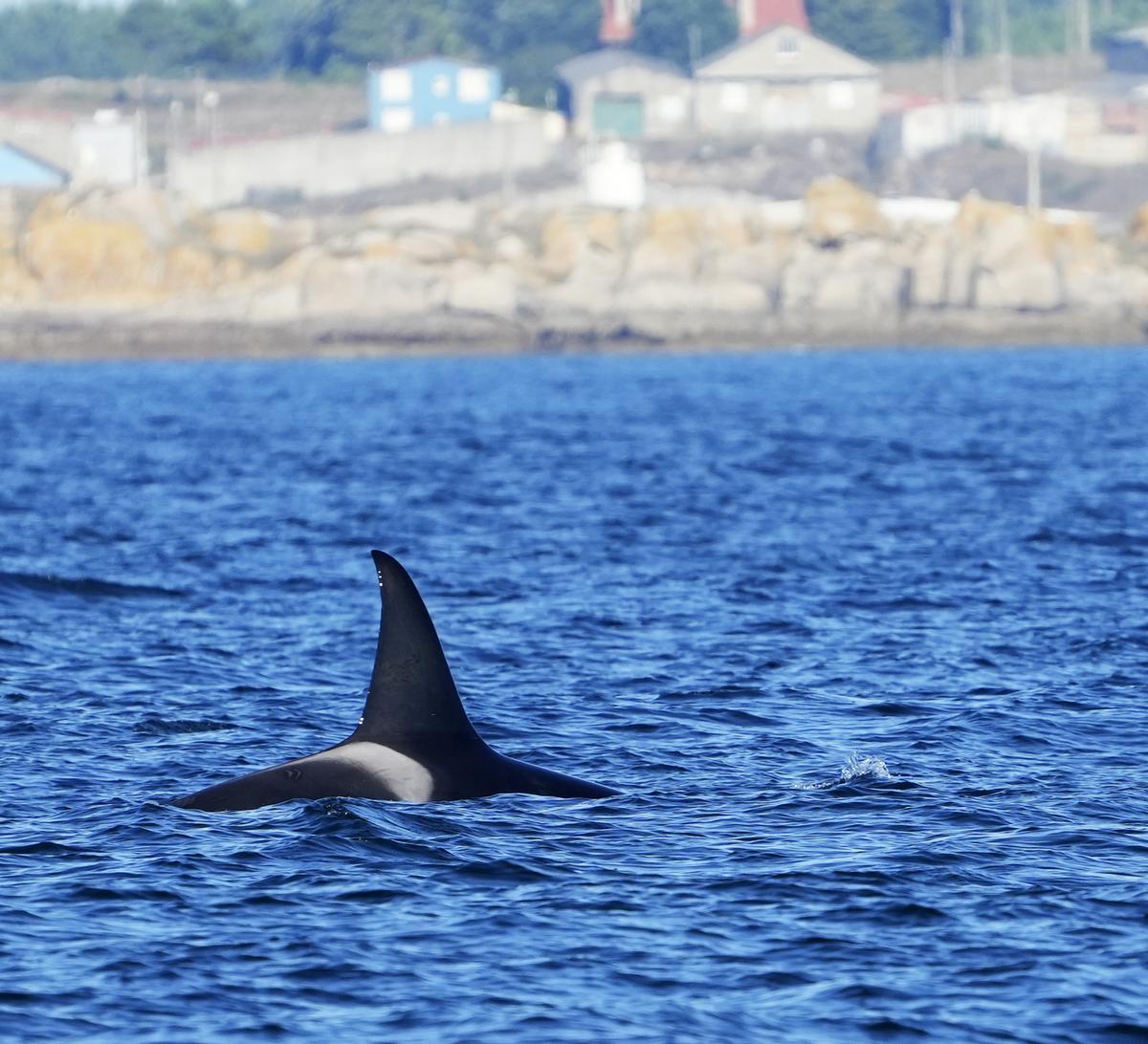 Uno de los ejemplares que esta mañana se pasearon por la ría de Arousa.