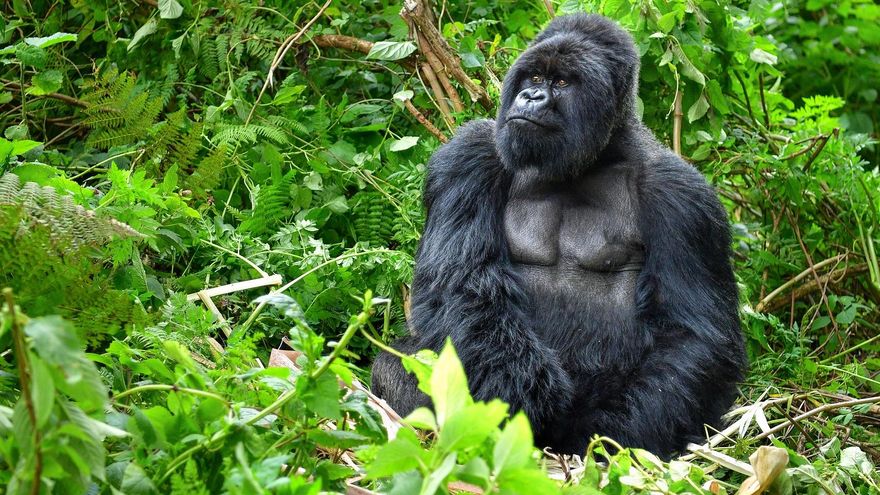 Descubren el sorprendente origen de los primates: no surgieron en selvas tropicales