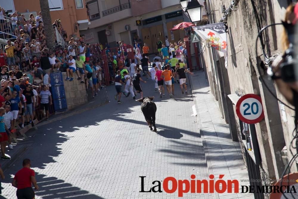 Suelta de toros en Moratalla