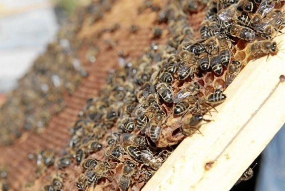 Pau Ixent Queralt und Biel Coll sind die einzigen Züchter von Bienenköniginnen auf der Insel. Ein Besuch auf den Wiesen von Son Berga bei Alaró