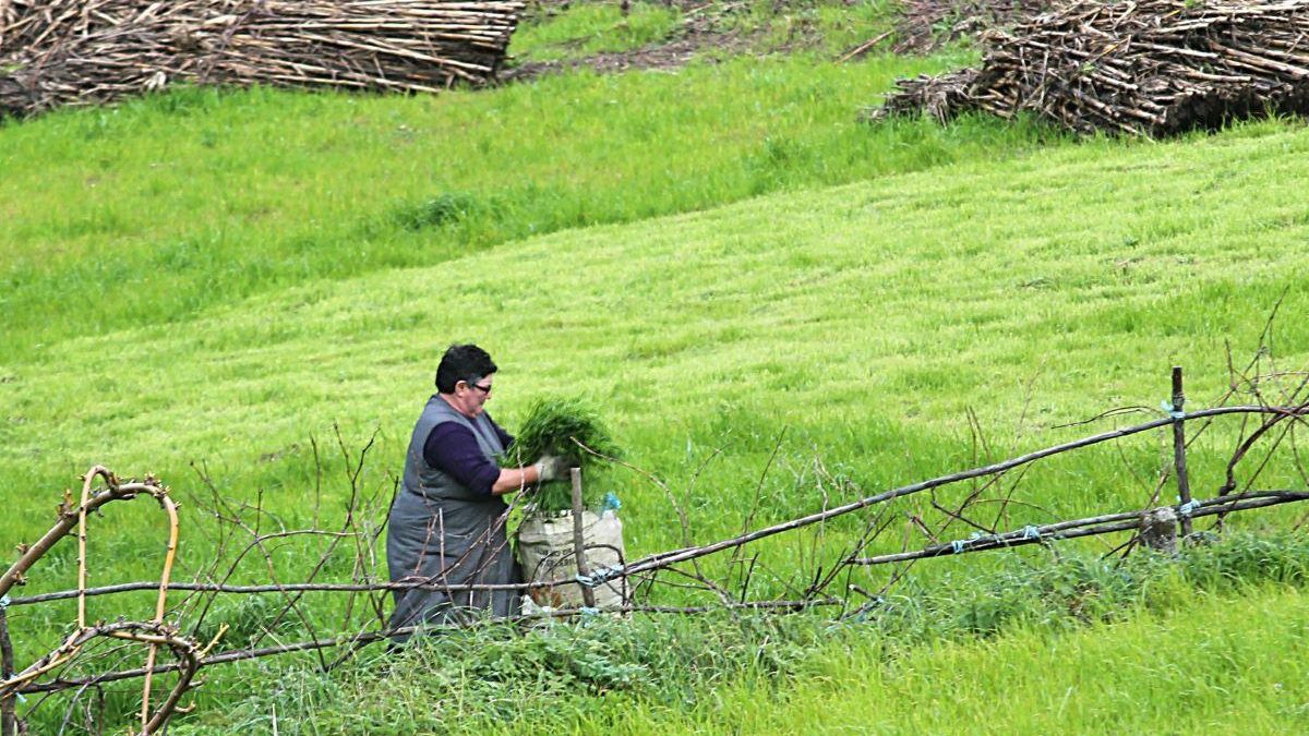 Mujer trabajando en el campo.