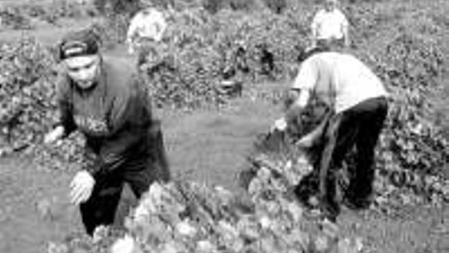 Los agricultores prevén una caídadel 20% en la cosecha de uva