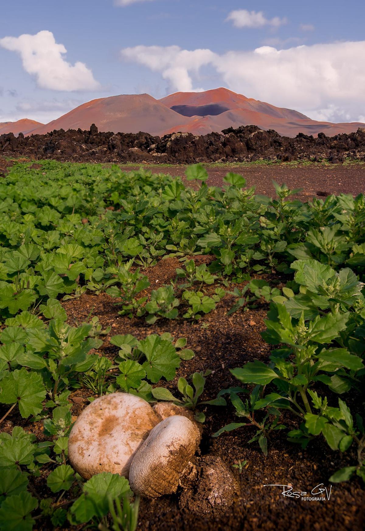 Tres champiñones salvajes cerca de los volcanes, en Yaiza
