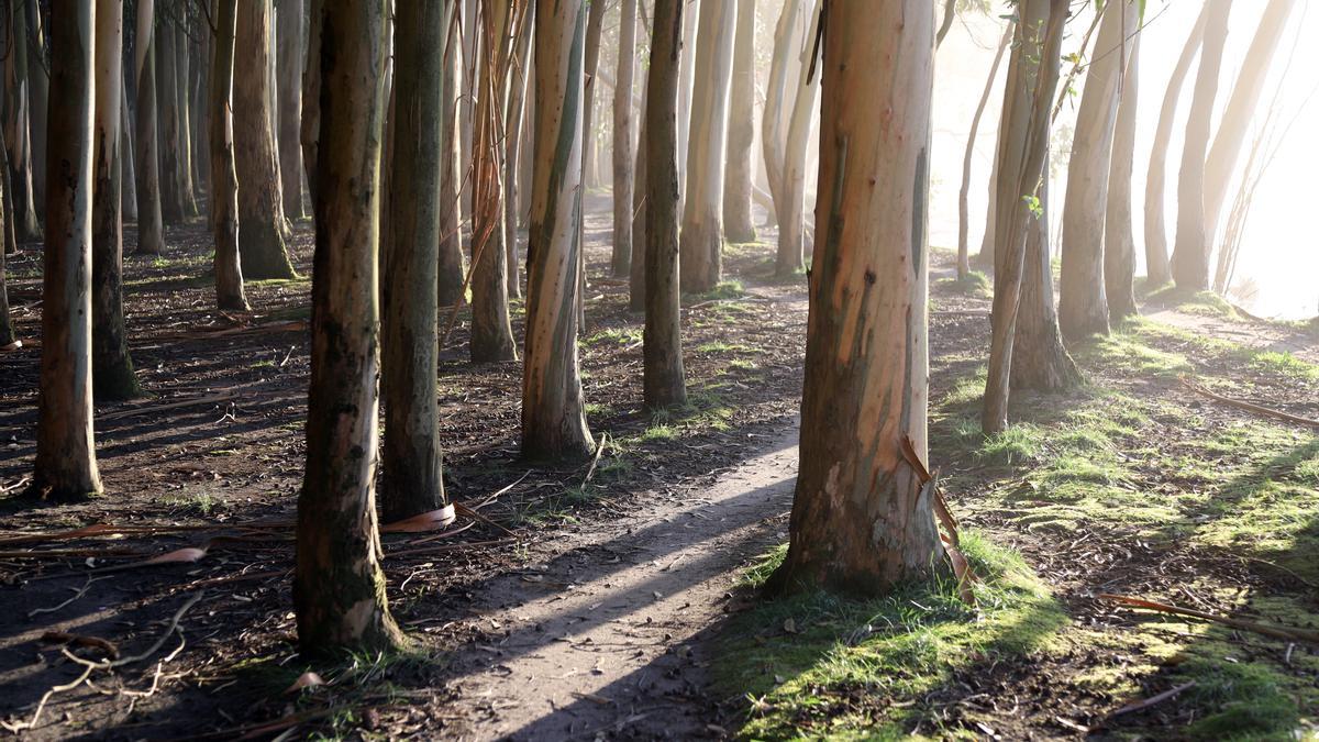 Bioeconomía circular y madera gallega: un recurso limitado que debemos cuidar y preservar