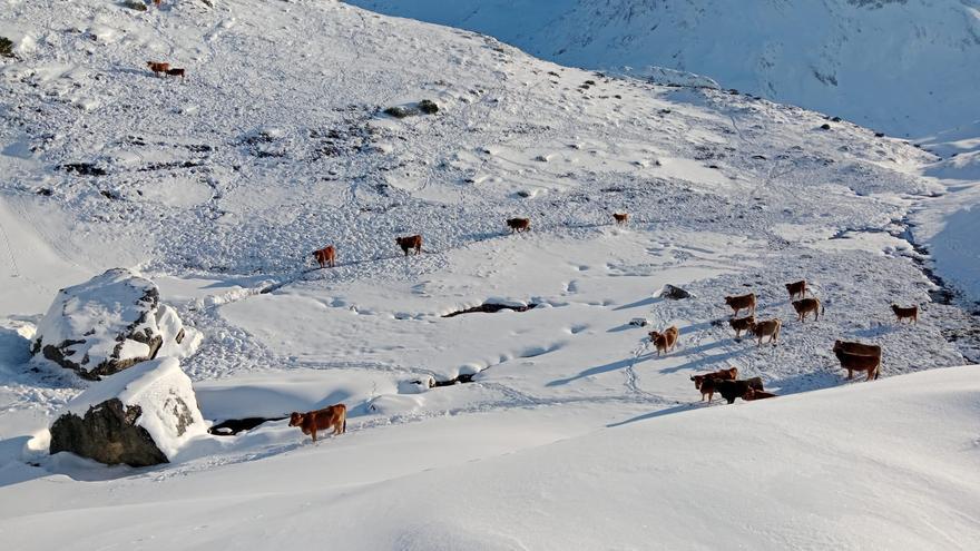 Rescate con final feliz para 20 vacas en Somiedo: perdidas entre la nieve a casi 2.000 metros de altitud
