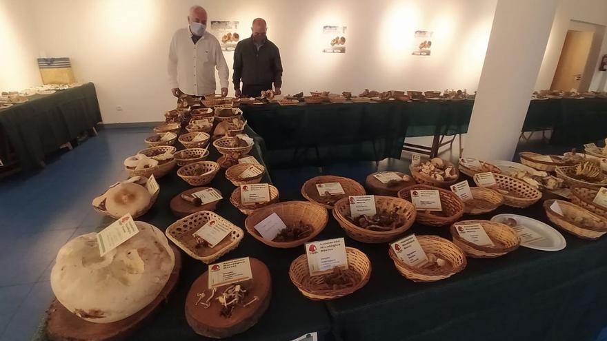 Mieres celebra sus XXXII Jornadas Micológicas con charlas y exposición de setas