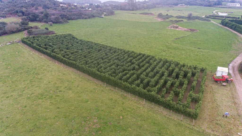 Un laberinto vegetal en Llanes aspira a ser el mayor de España