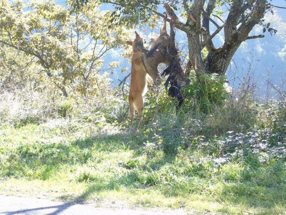 Perro y buitre colgados en Lena