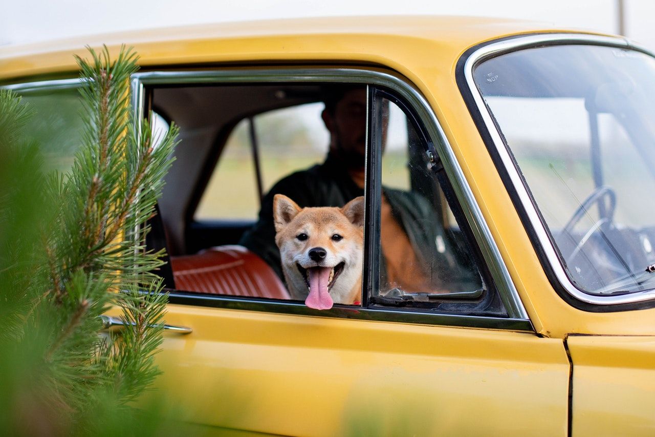 Protege los asientos del coche de nuestras mascotas con estas fundas de