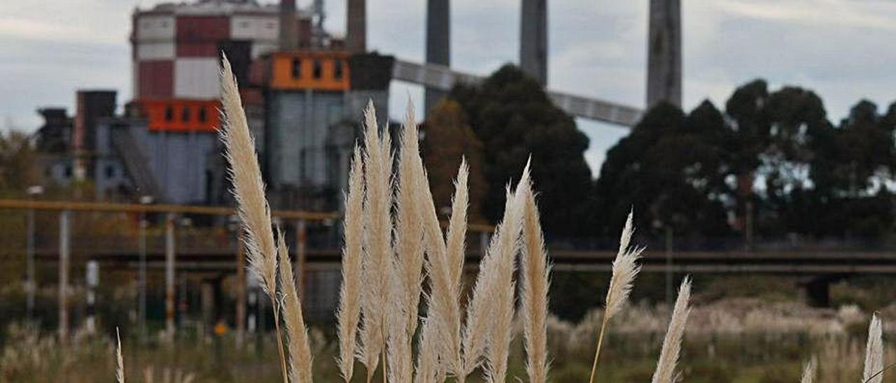 Una planta de plumero de la Pampa, con baterías de coque al fondo. | M. V.