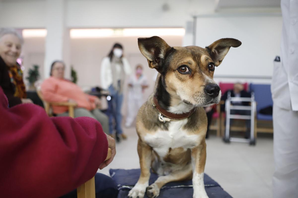 Frida, la perra de terapia asistida en una residencia de Zaragoza