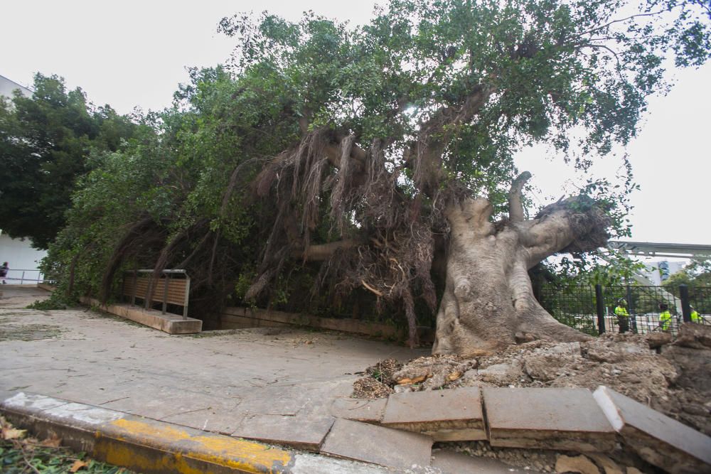 Cae un ficus en el Paseíto Ramiro