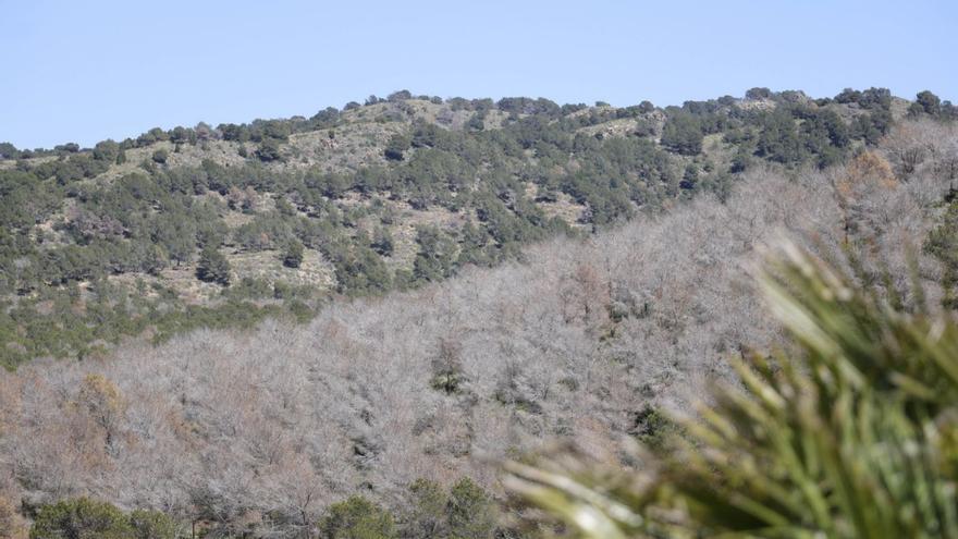 La sequía ha causado estragos en las masas arbóreas de la Región, como el Monte de las Cenizas. | IVÁN URQUÍZAR