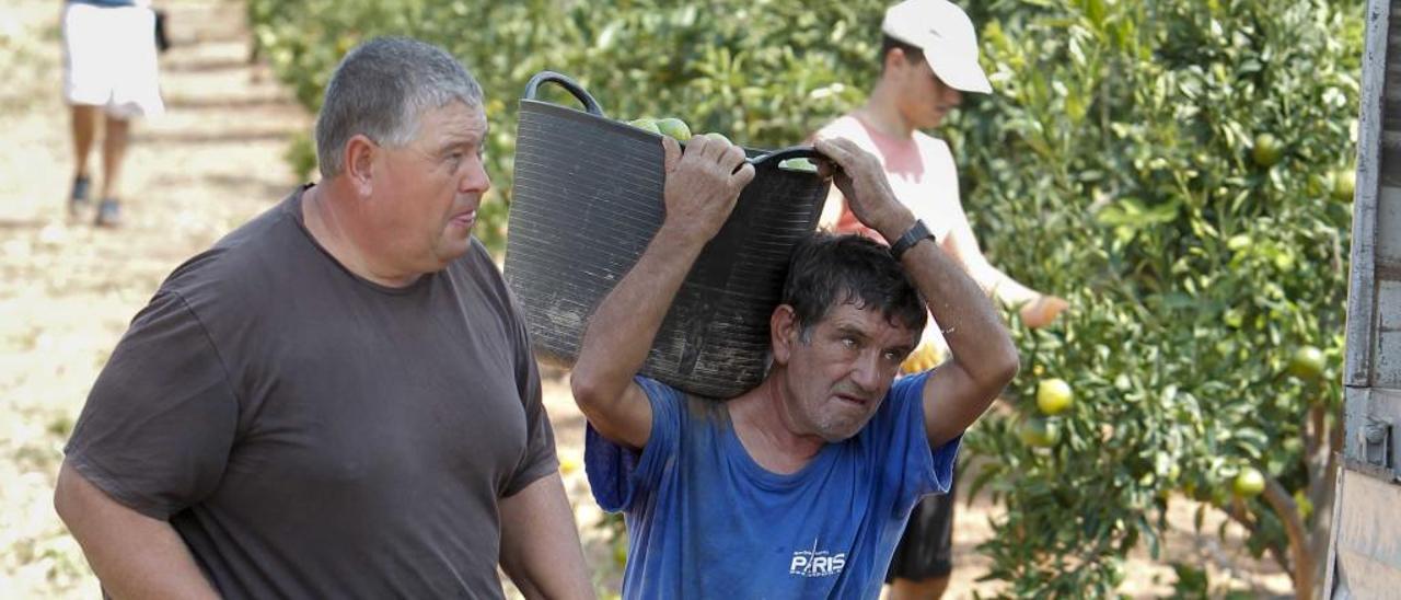 La impotencia ante los robos lleva a los agricultores a pedir vigilancia con drones