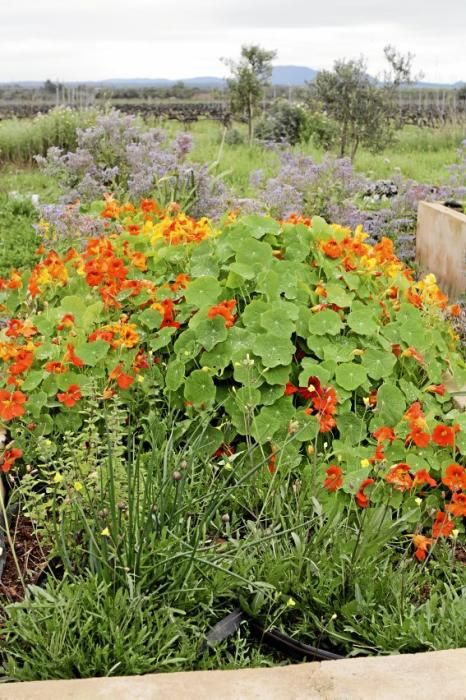 In ihrem Garten bei Sencelles züchtet Heide Göbel wilde Kräuter, Gemüse sowie Zierpflanzen mit Blüten, die nicht nur essbar sind, sondern richtig gut schmecken.