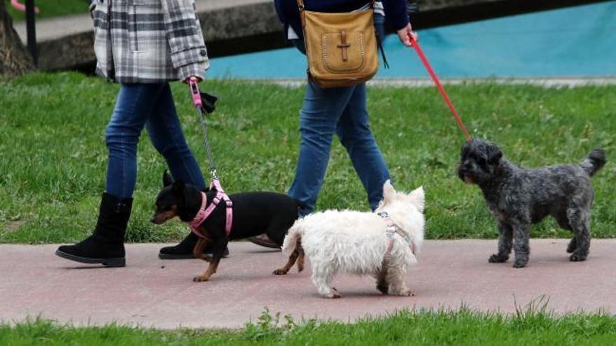 Los cebos con veneno para mascotas mantienen en alerta a los vecinos de Coia