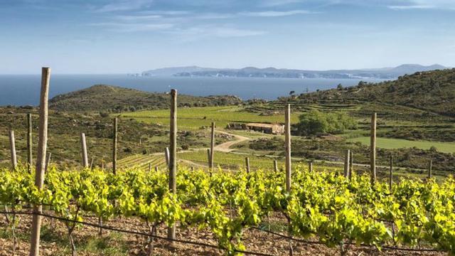 Vinyes del Mas Marès del celler Espelt.