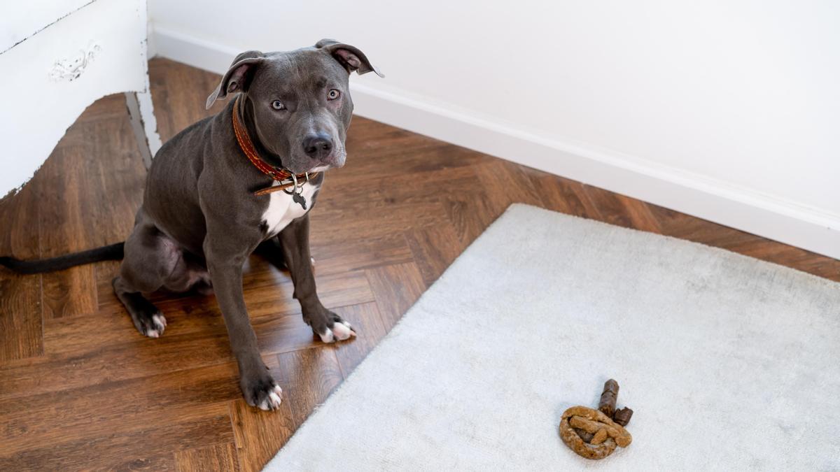 Los excrementos de tu perro te dirán si está sano