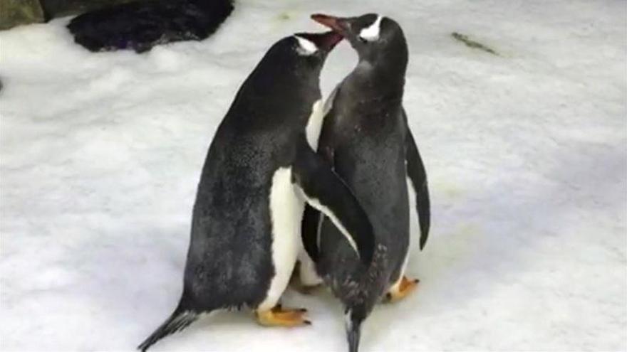 Una pareja de pingüinos gay tiene su primer hijo