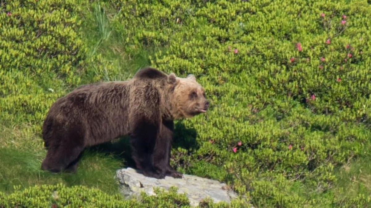 jose39089791 oso tavascan  ejemplar de oso pardo fotografiado este doming180423104334