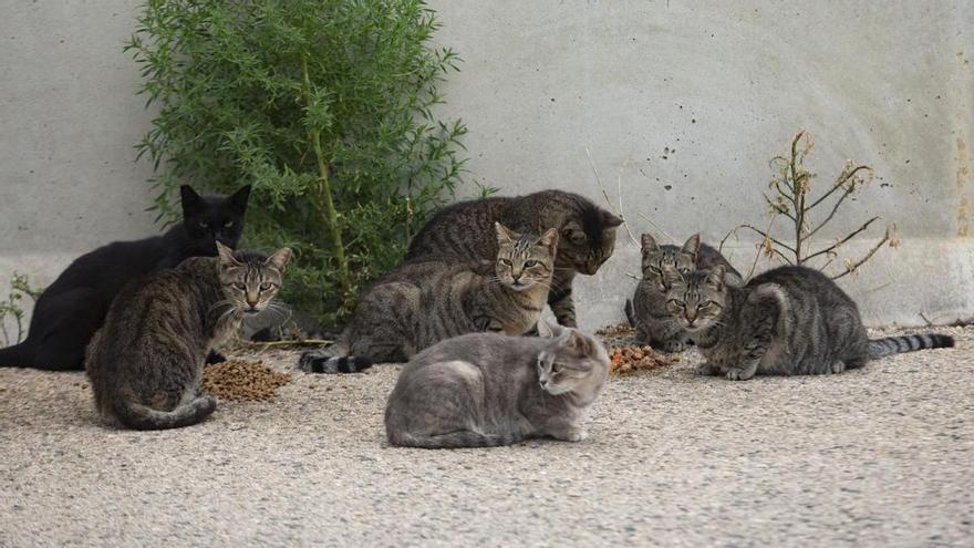 Pacma advierte de la superpoblación de gatos en Almassora