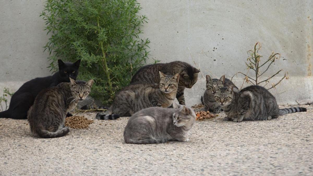 Foto de una colonia de gatos, en una imagen de archivo.