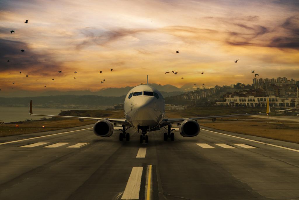 Las aves pueden suponer un problema para los aviones durante el vuelo.