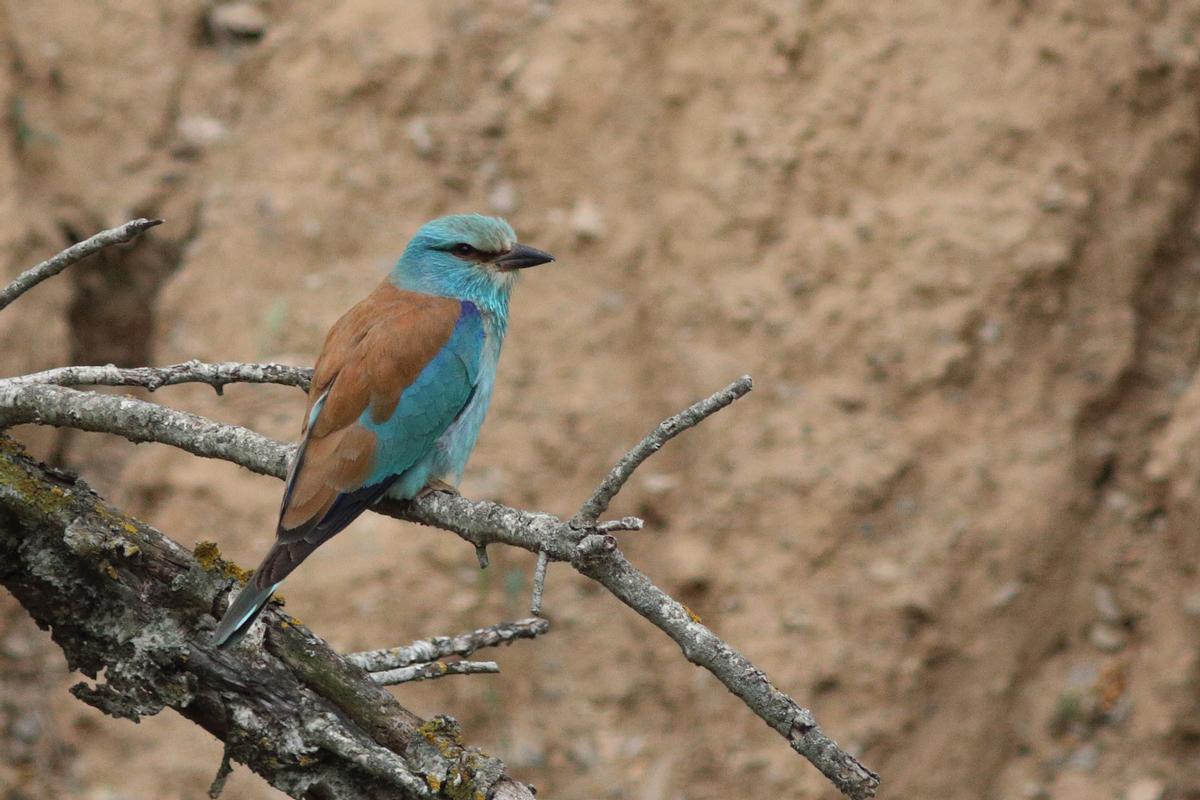 Coracias Garrulus