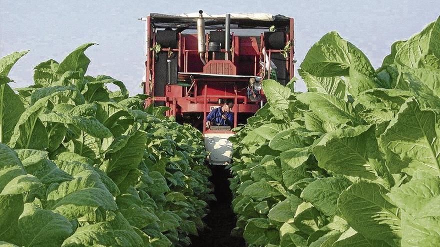 Altadis deja en el aire el futuro de más de 16.000 toneladas de tabaco extremeño