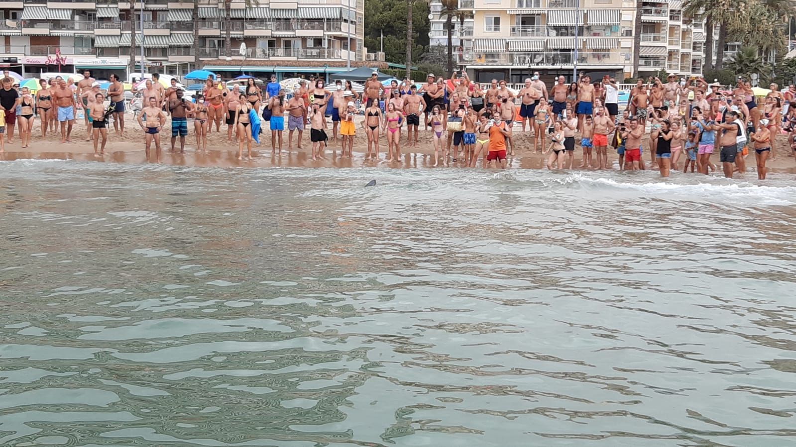 Aparece una tintorera de dos metros en Benidorm