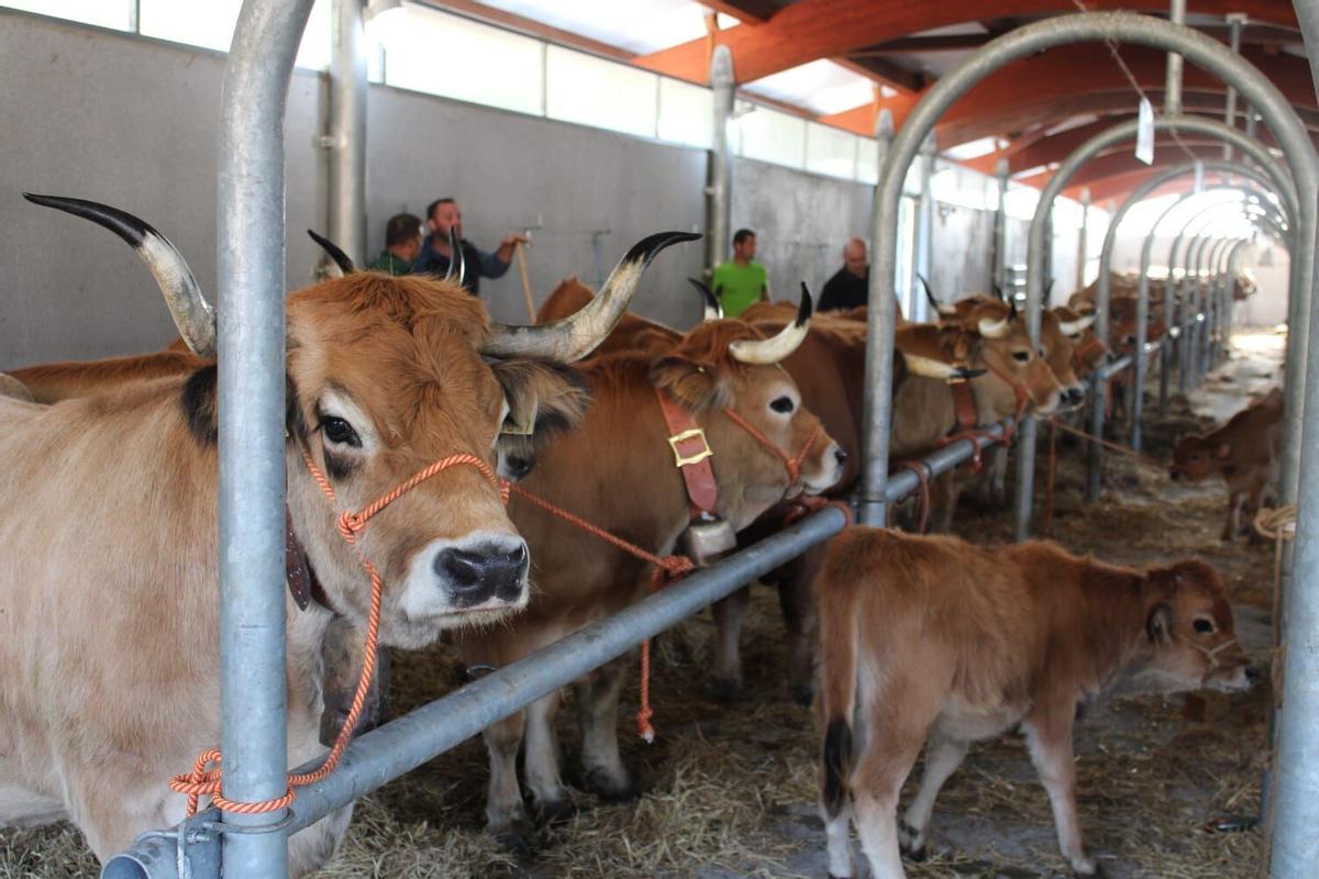 Varias vacas en una feria de ganado el año pasado.