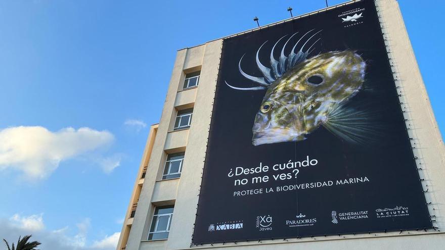 Es un San Pedro y abre las puertas de los valiosos fondos marinos de Xàbia