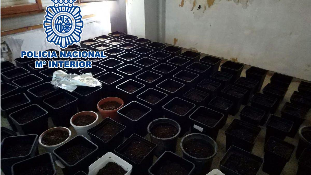 El cultivo de marihuana indoor que estaba preparando uno de los detenidos en Sax.