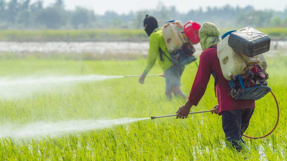 Continúa la guerra del glifosato, el herbicida más polémico