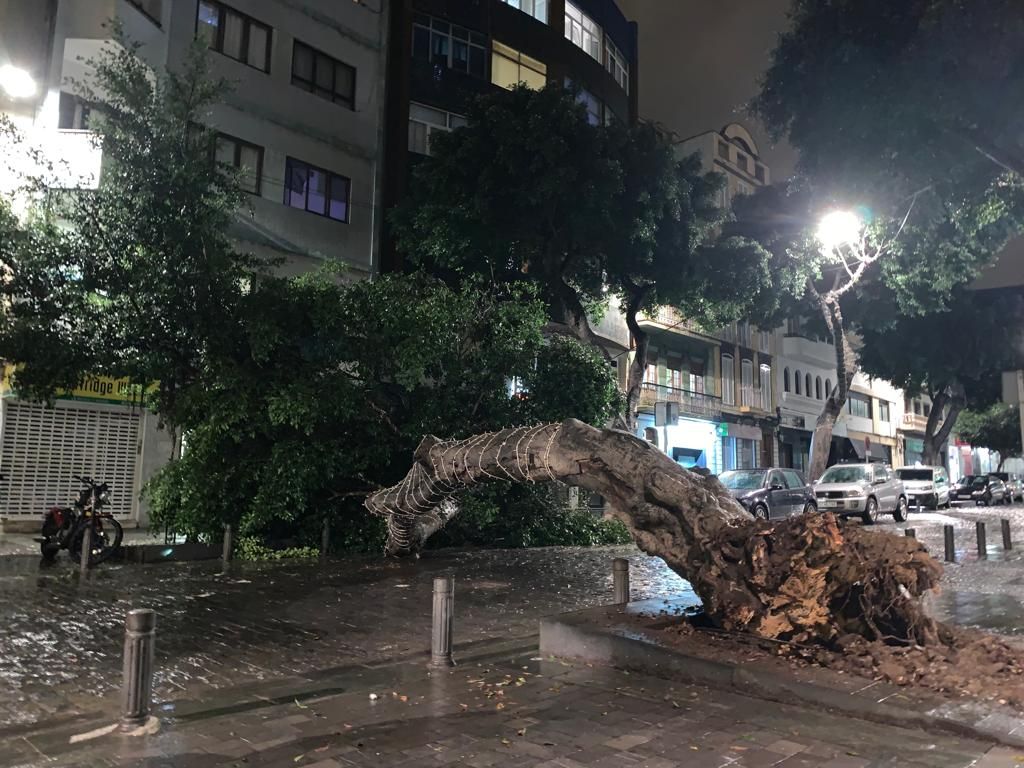 Cae un árbol en San Bernardo