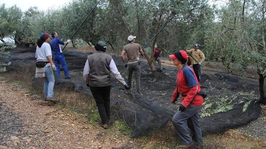 La campaña de la aceituna encara su final con leve bajada de precios