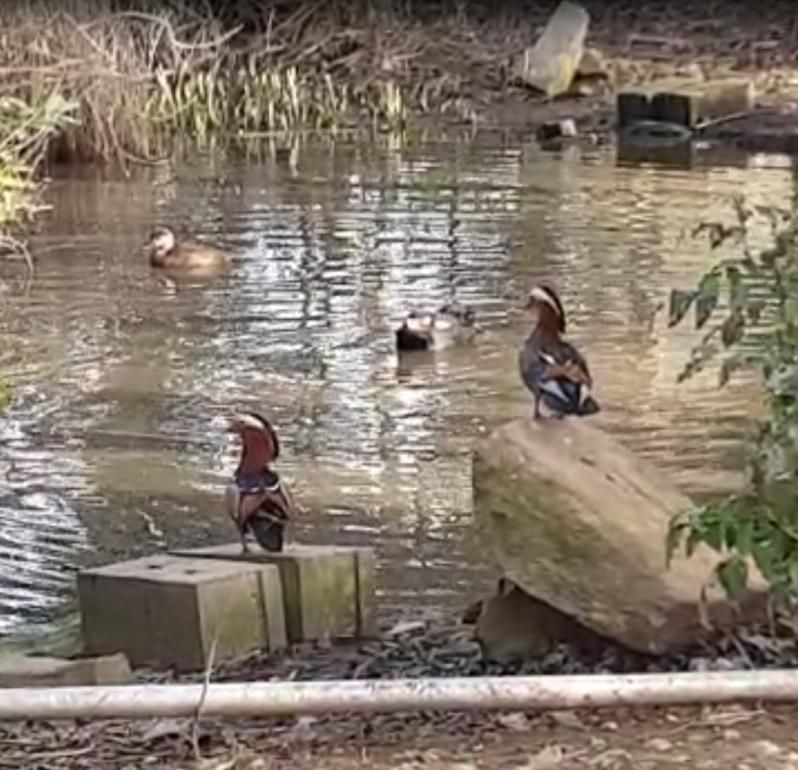 Patos, ayer, en el Ríos dos Ladróns de Moaña.   | FDV