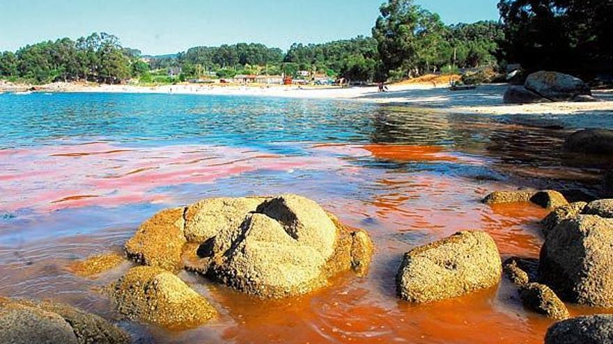 La marea naranja causada por un alga deja manchas de 20 metros en Mourisca