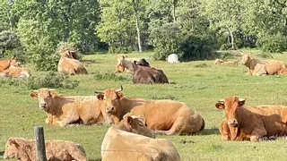 Se sortean vaca, ternera, cerdo, cordero, conejo y gallo para pagar las fiestas de un pueblo de Zamora