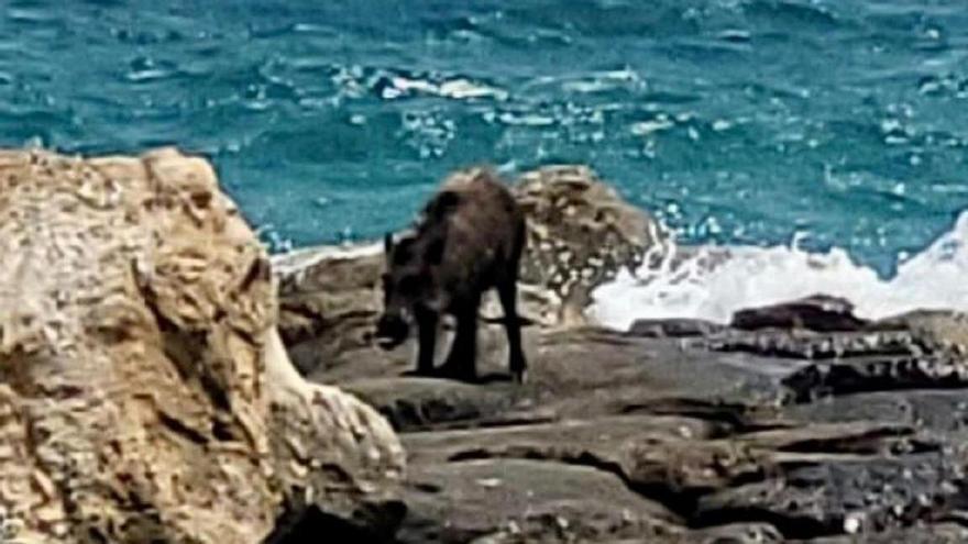 Un jabalí hiere a dos personas en la playa de El Campello