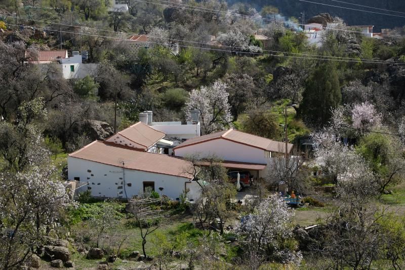 Almendros en flor