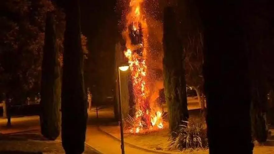 Un ciprés arde en el parque del PAU 1 de Alicante por una traca
