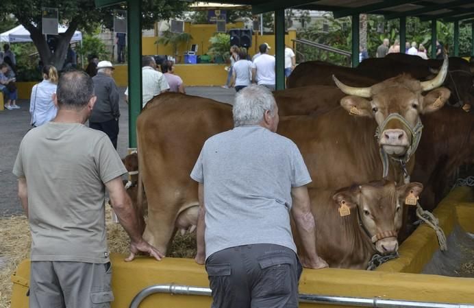 ARUCAS GRAN CANARIA A 27/05/2017. Feria de Ganado en la Granja del Cabildo de Gran Canaria. FOTO: J.PÉREZ CURBELO