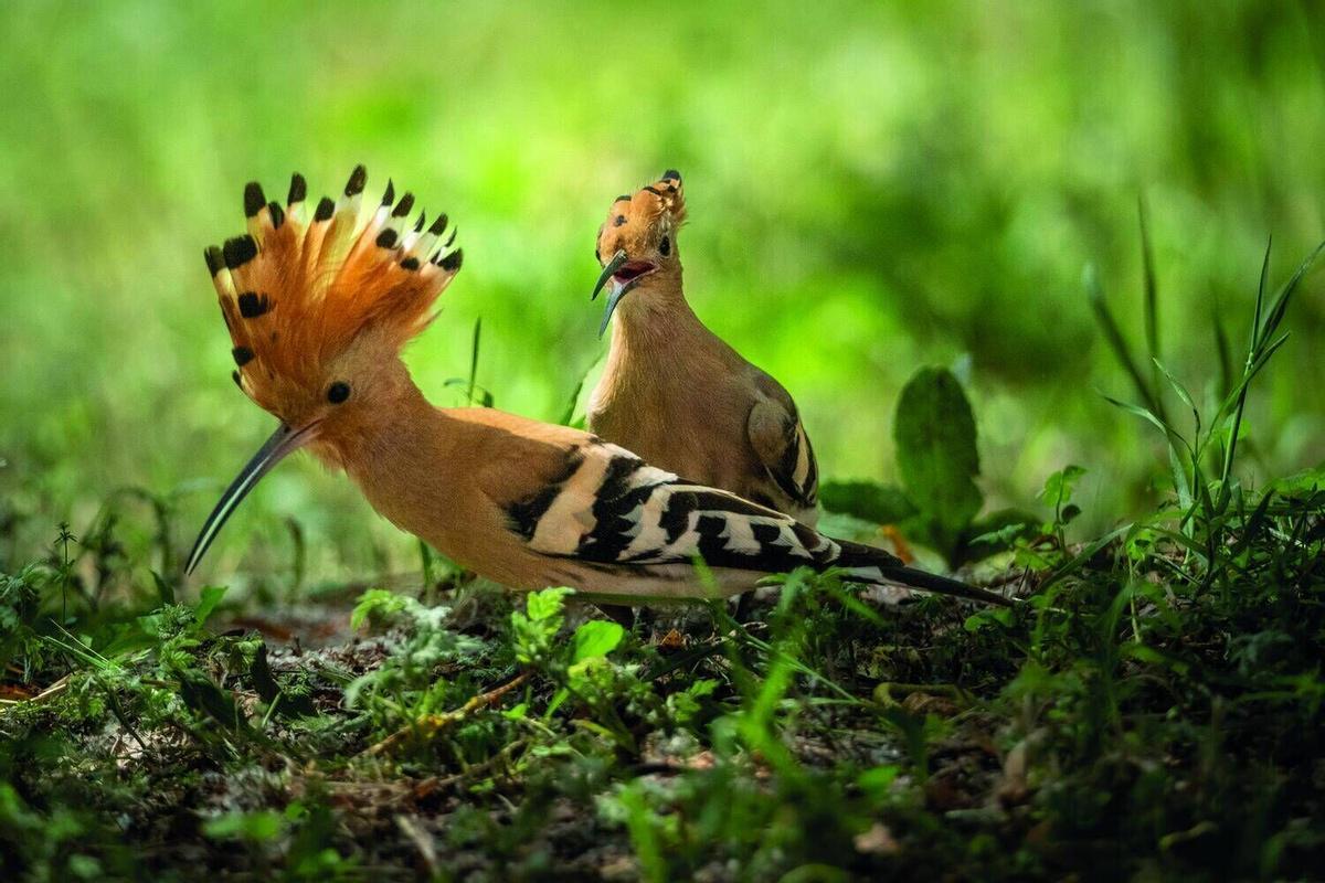Aquests són els animals que pots veure lliures al riu Cardener al seu pas per Manresa