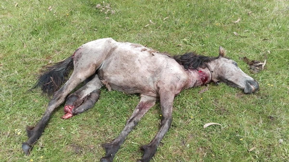 Uno de los caballos muertos en un ataque