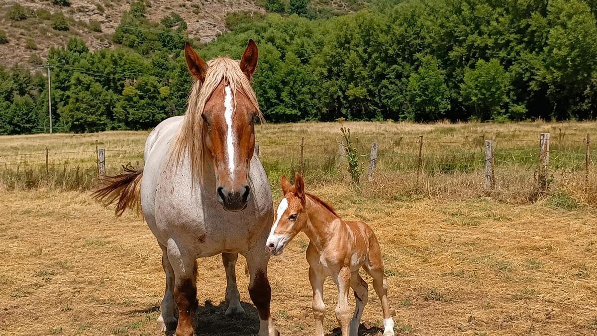 "Nevada" y "Pelayo" en Cabrillanes, en León.
