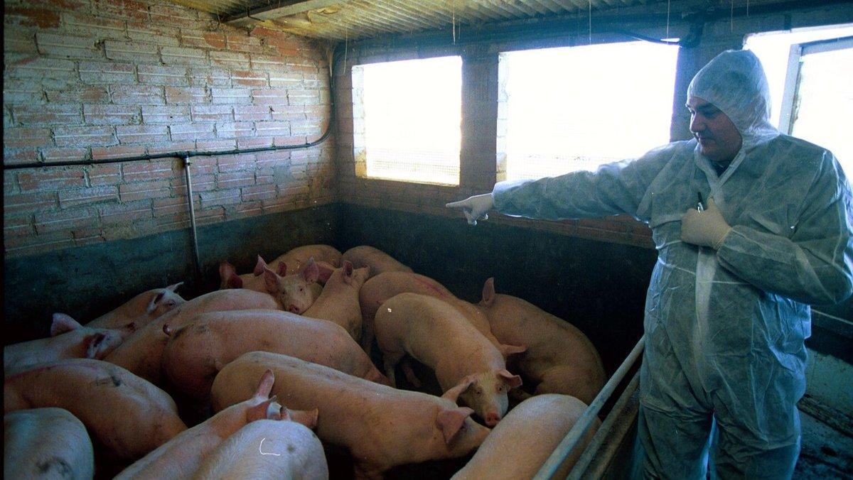 Imagen de archivo de un veterinario en una granja de cerdos en Catalunya. Imagen de archivo de un veterinario en una granja de cerdos en Catalunya.