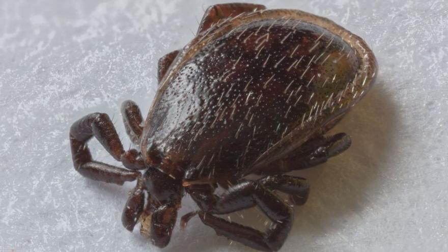 La malaltia de Lyme, transmesa per paparres, s&#039;amaga en altres afeccions