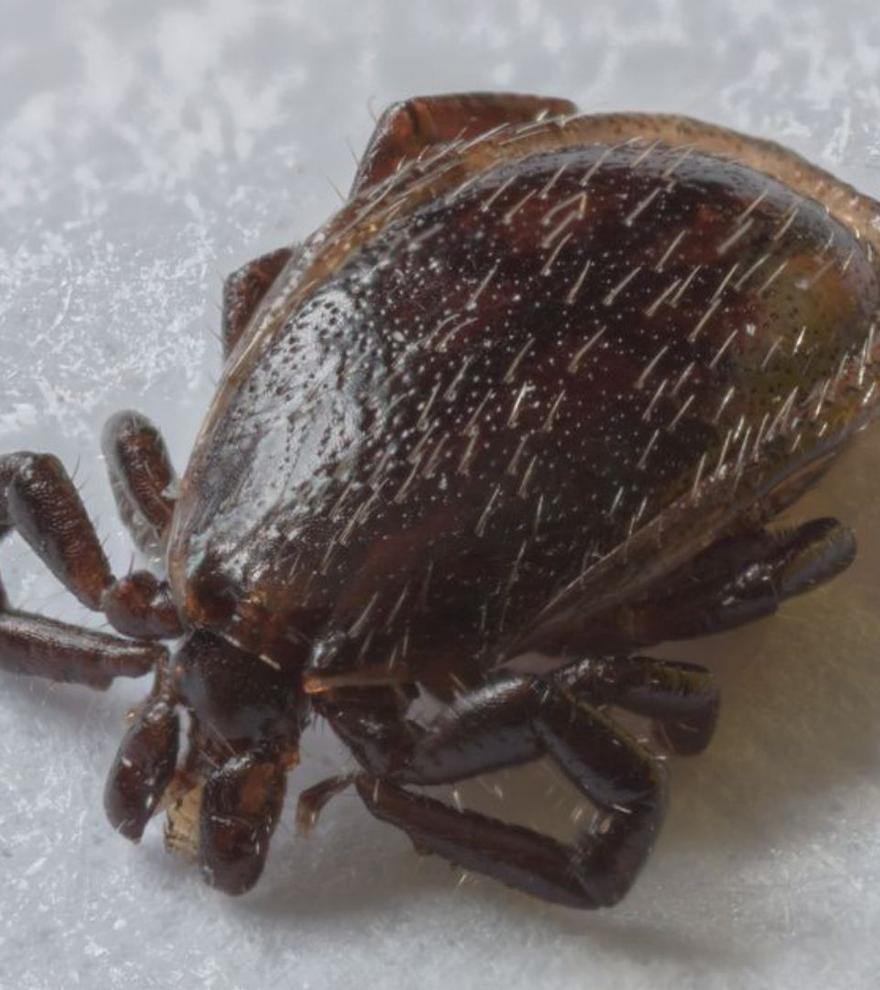 La malaltia de Lyme, transmesa per paparres, s&#039;amaga en altres afeccions