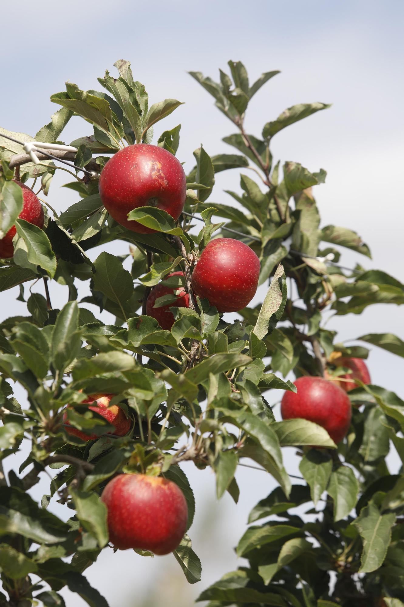 Bàsquet i pomes de Girona planten cara als poderosos